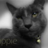 Photo de Hippie