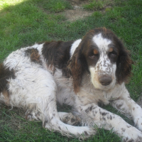 Photo de profil de Varangue
