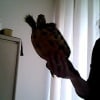 Photo de Rosalina