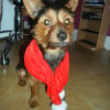 Photo de Bouba, Pinscher