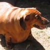 Photo de Fifi