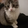 Photo de Pepsi