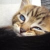 Photo de Alvin