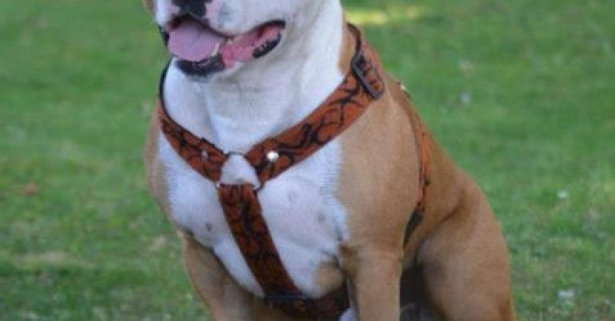 Profil de Ekon - Woopets