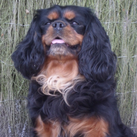 Photo de profil de Coucousse
