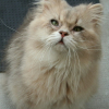Photo de Elamir de la houssiere