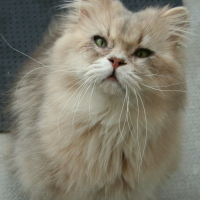 Photo de profil de Elamir de la houssiere