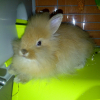 Photo de Lilly pépétte