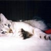 Photo de Minouche