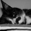 Photo de Lyka