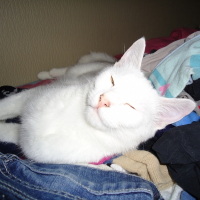 Photo de profil de Capucine