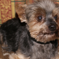 Photo de profil de Saphran