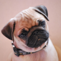 Photo de profil de Kenzo