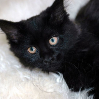Photo de profil de Shadow