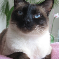 Photo de profil de Thya