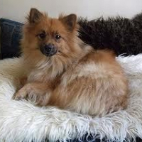 Photo de profil de Ginger