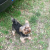 Photo de Harley, Yorkshire Terrier