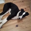 Photo de Bloody, Border Collie