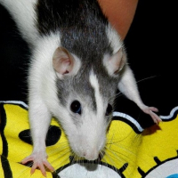 Photo de profil de Olive