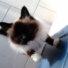 Photo de Carter, Sacré de Birmanie