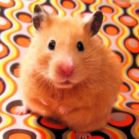 Photo de profil de Hammy