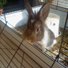 Photo de Kiwi