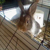 Photo de profil de Kiwi