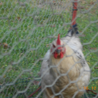 Photo de profil de Coco