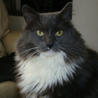 Photo de profil de Vermine