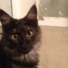 Photo de Hangy, Maine Coon