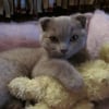 Photo de Choupy, Scottish Fold