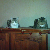 Photo de profil de Zizine