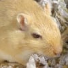 Photo de Jeckel, Gerbille