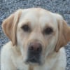 Photo de Egée, Golden Retriever