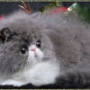 Photo de Dana, Bleu Russe