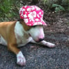 Photo de Bullie, Bull Terrier