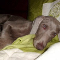 Photo de profil de Halia
