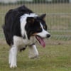 Photo de Flash, Border Collie