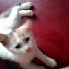 Photo de Minette