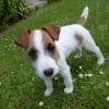 Photo de Maya, Parson Russell Terrier
