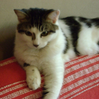 Photo de profil de Sysley