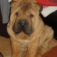 Photo de profil de Gavana