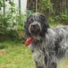 Photo de Charly, Griffon Korthals