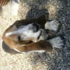 Photo de Prince, Basset Hound