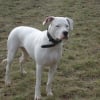 Photo de Iris, Dogue Argentin