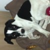Photo de Nesta, Jack Russell Terrier