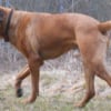 Photo de Goliath