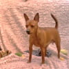 Photo de Flora, Pinscher
