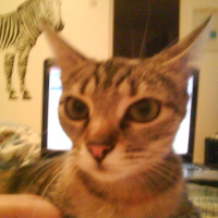 Photo de profil de Choupinette