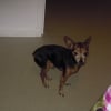 Photo de Tommy, Pinscher Nain